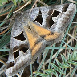 Euclidia triquetra Euclidia triquetra